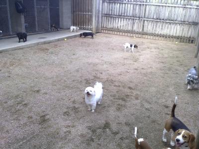 Small dogs yard